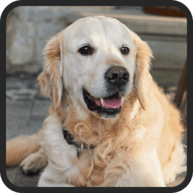  Real Users Of ultrak9pro:Dog supplement